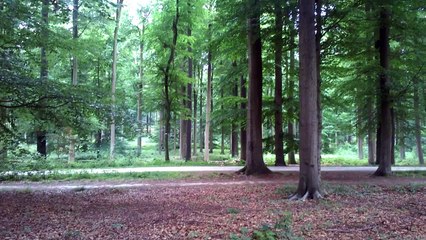 Forêt de Soignes ... que du bonheur