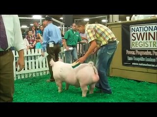 Hoge's Record-Selling Yorkshire Boar, 2014 STC