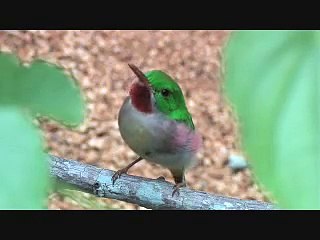 BIRDS OF HISPANIOLA