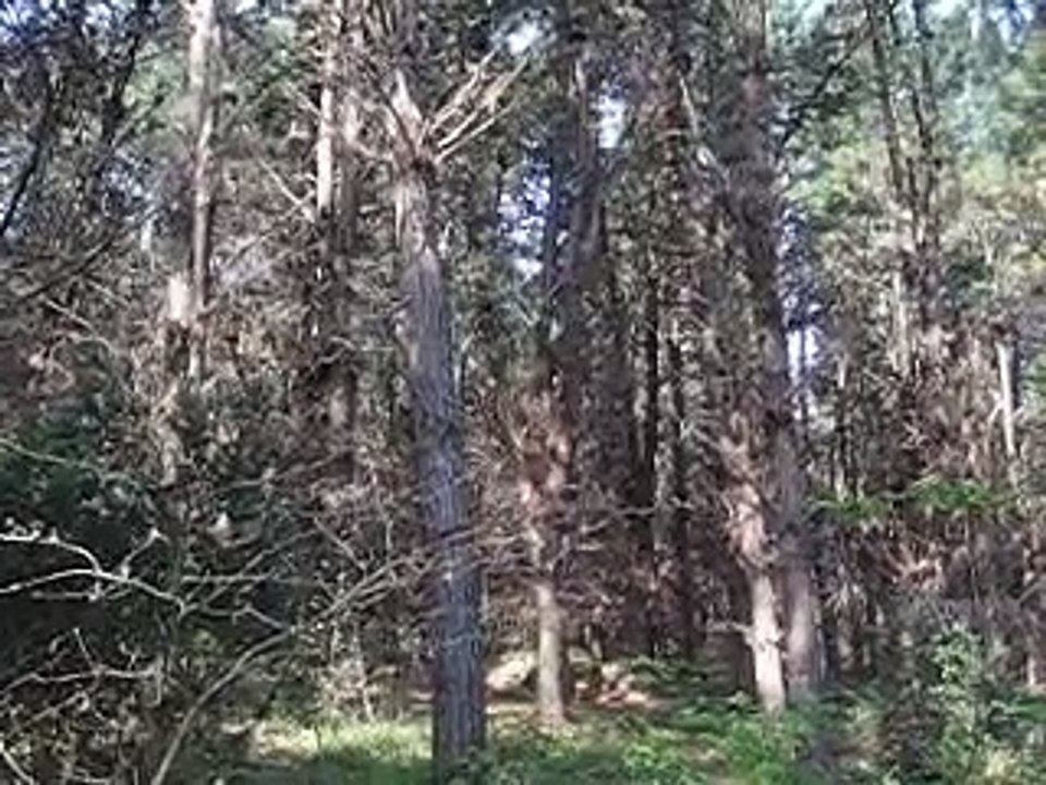 Kus Sesleri