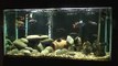 Lake Malawi Haplochromis and Peacock Cichlids 90 Gallon Aquarium