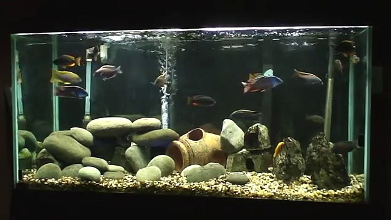 Lake Malawi Haplochromis and Peacock Cichlids 90 Gallon Aquarium