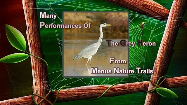 Nature and Trees, Birds - Grey Heron