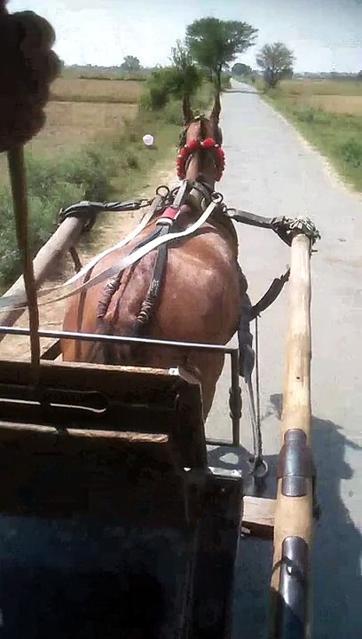 mard tangha walha