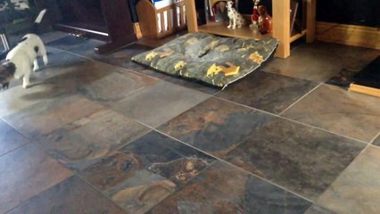 Everyone Come Look At My Stupid Fucking Dog Trying To Do A Thing