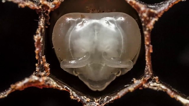Birth of bees - incredible time-lapse