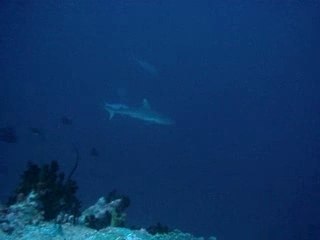 Requin pointes blanches Maldives
