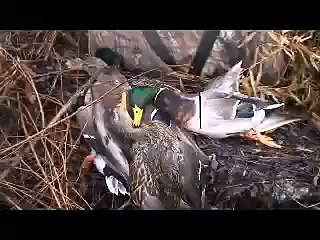 Duck Hunt at the White Mallard, January 2008 .