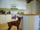 Rufus the Bad Dog opens a Secured cabinet