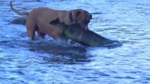 Dogs fishing catching HUGE fish - Incredible Pitbull