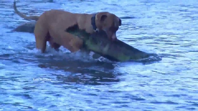Dogs fishing catching HUGE fish - Incredible Pitbull
