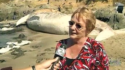 !!80-FOOT, 75-TON PREGNANT MASSIVE BLUE WHALE WASHES ASHORE!!