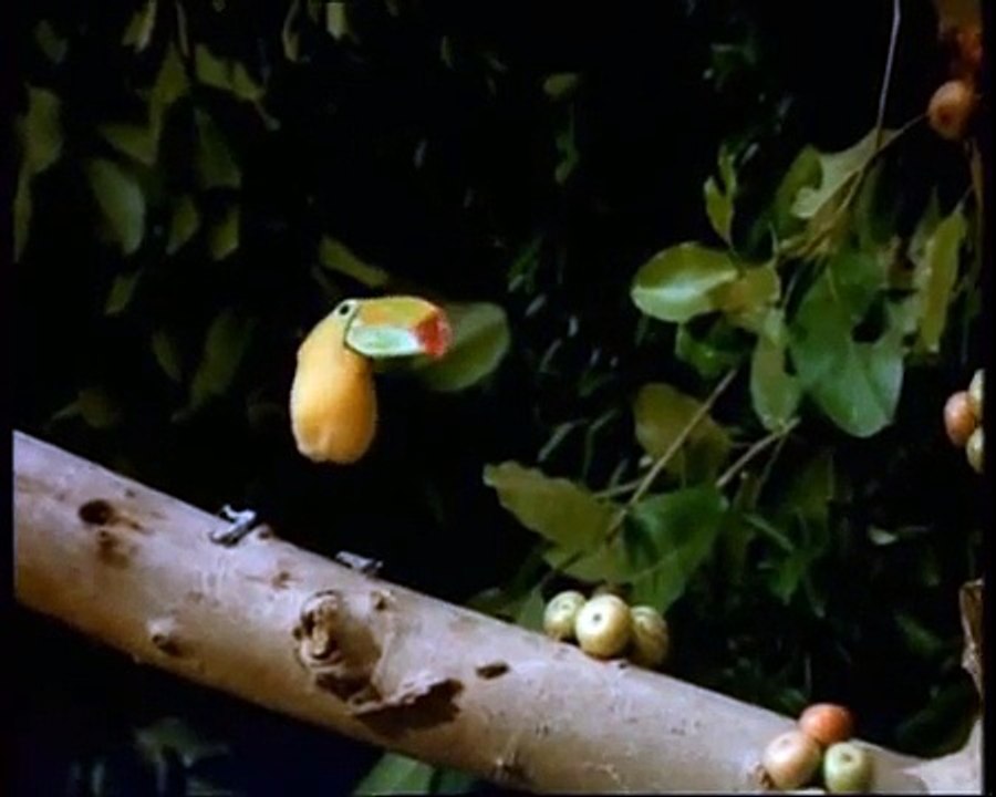 A la découverte de la forêt tropicale