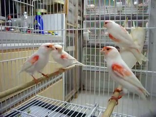 canarios hembra rojos mosaicos