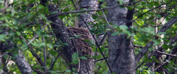Turdus pilaris