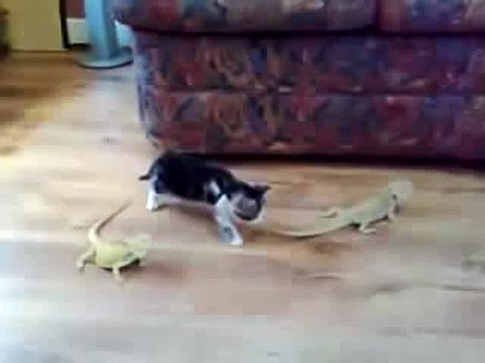 chat marrant - Un Chaton a peur d'un Lézard !!!