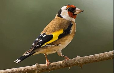 Tono jilguero (Sonido Limpio,Nitido) HD