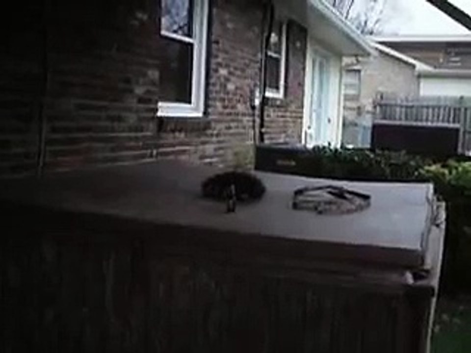 Huck Beginning Coon Hunting Training