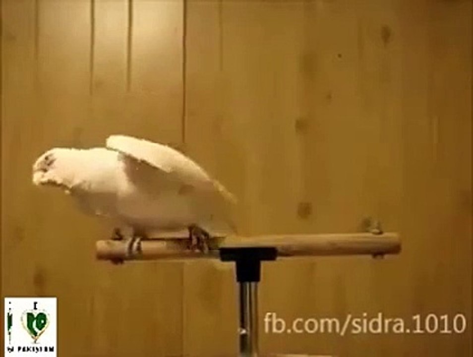 amazing pariot