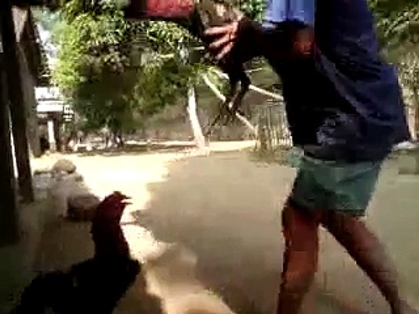 81 Gambar Binatang Lucu Ayam Adu HD Terbaru