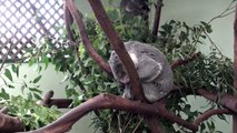 Sleeping Koala compilation and moving Koala fun - schlafende und aktive Koalas