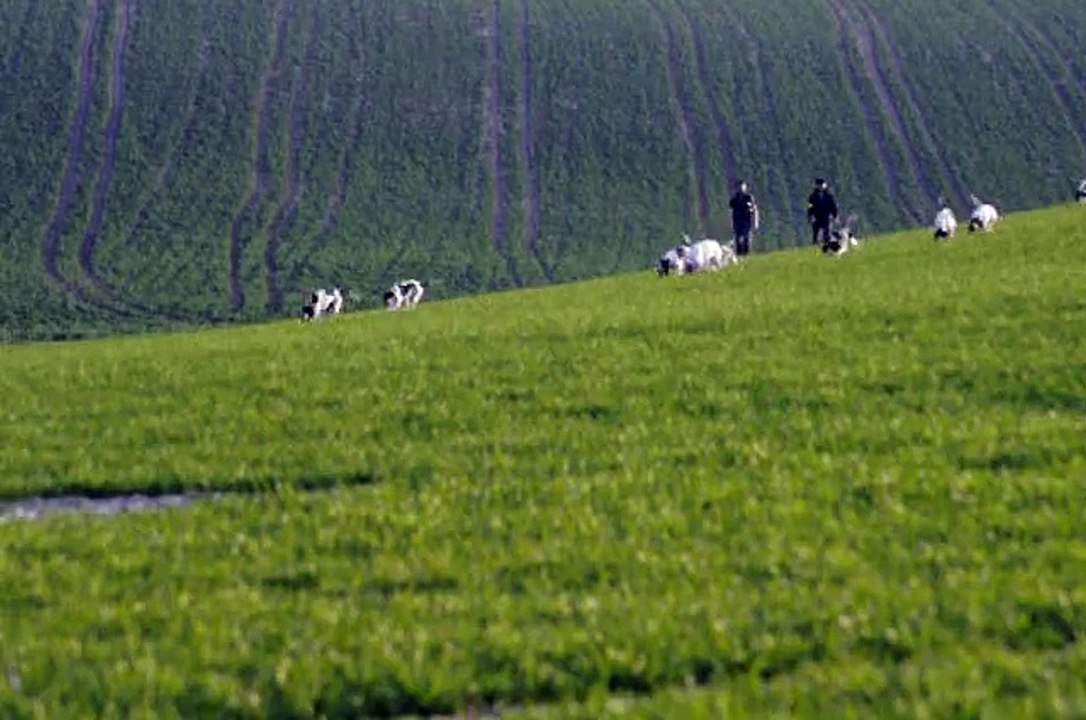 chasse liévre chiens courants suisse bernois