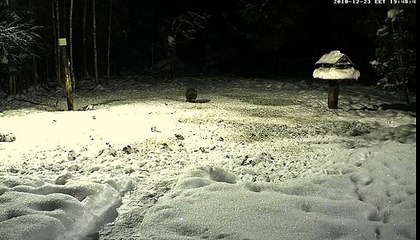 vlc record 2010 12 23 19h46m30s mms   tv eenet ee siga