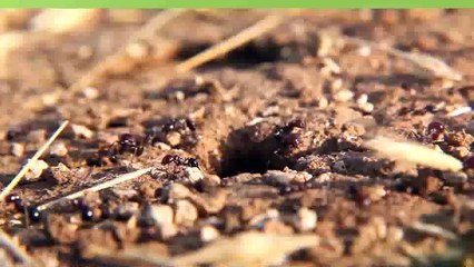 After Effects Project Files - Quickslide - VideoHive 10471740