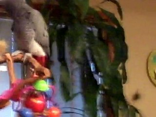 Gus the African Grey Bird sings and chats