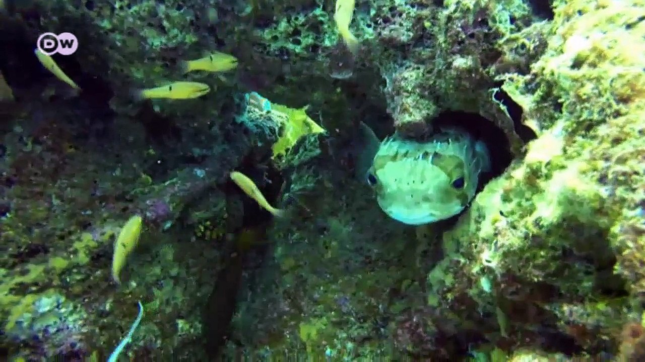 Isla Isabel - das Galapagos von Mexiko |