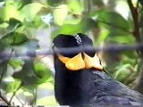 Toby the Mynah bird chirping, talking and whistling