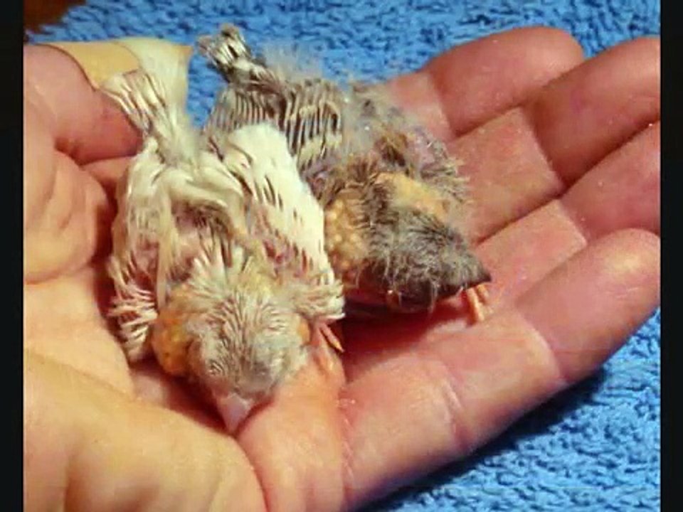 2 Zebrafinken werden geboren
