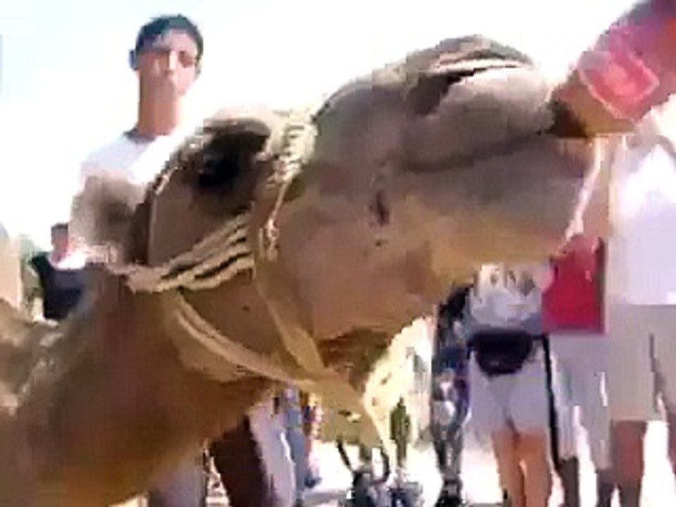 Funny Camel Drink Cock