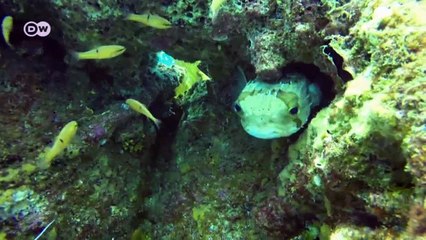 Protecting the sea to save birds |