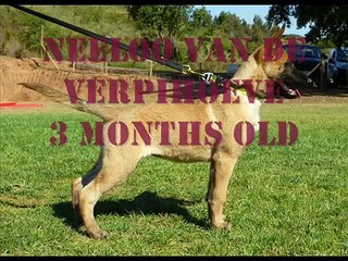 Neeloo van de Verpihoeve 3 months Long bite