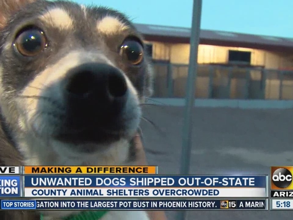Arizona dogs to be sent to St. Louis