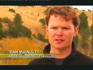 KURTLARIN VAHŞİ GÜCÜ