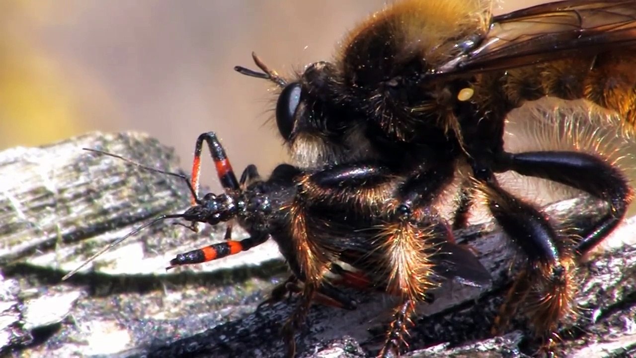 Bee-like robber fly eats an assassin bug