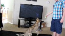 Serval Jumps Over Shoulders!!