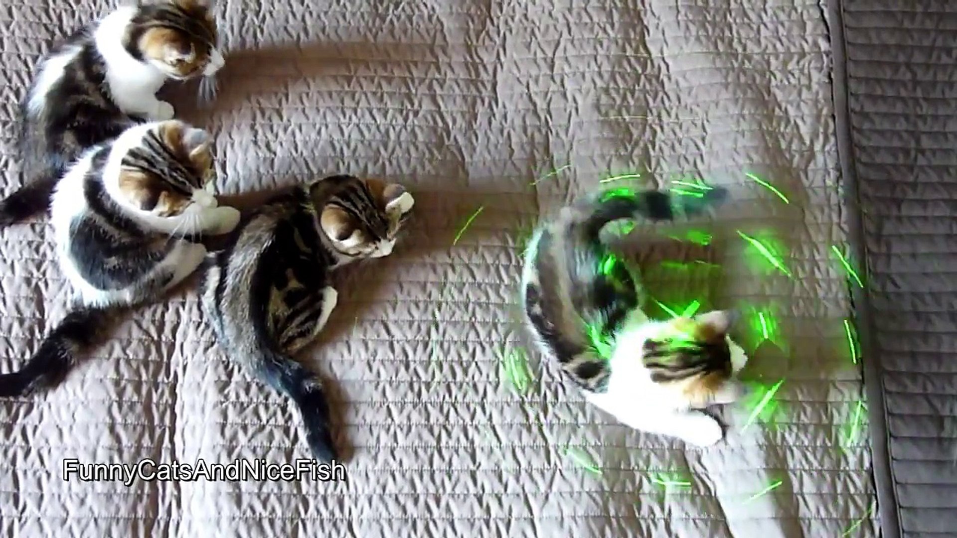 ⁣Kismet Kittens: Kittens Laser show