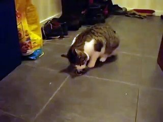 Cat eating mouse