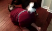 My sister's dog humping my sister