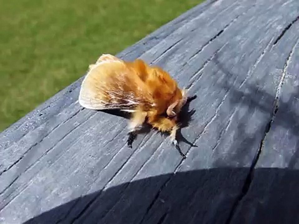 ♥ "Fuzzy yellow moth," Megalopyge opercularis, Clip # 083