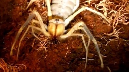 Angry Camel Spider!