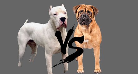 Bullmastiff vs Dogo Argentino