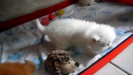 chatons nés le 19 Avril 2015