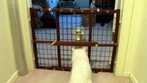 Mom Cat Teaches Little Cat How To Escape