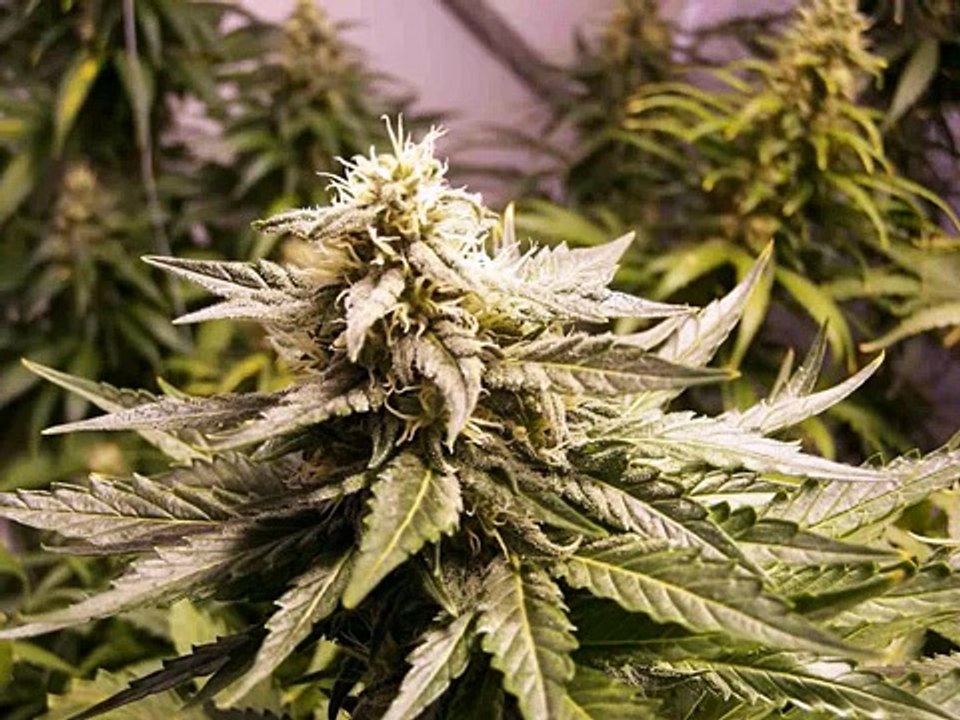 Sister Nancy- Bam Bam (Deekline and Red Polo remix)