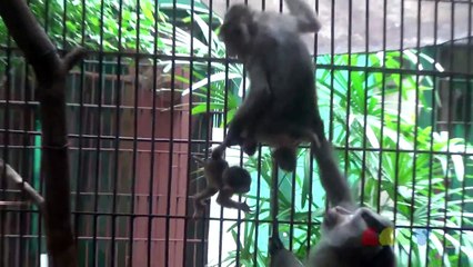 아기 원숭이의 수난 ( Poor Baby Monkey )