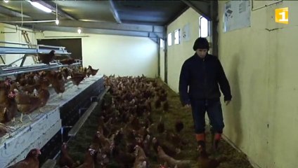 Copie à revoir pour le nouvel abattoir de Miquelon